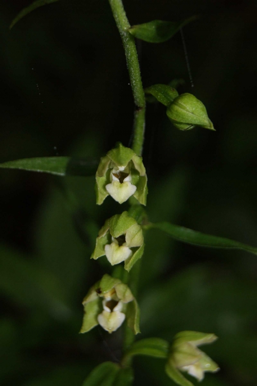 Epipactis pontica 