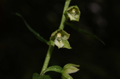 Epipactis pontica 