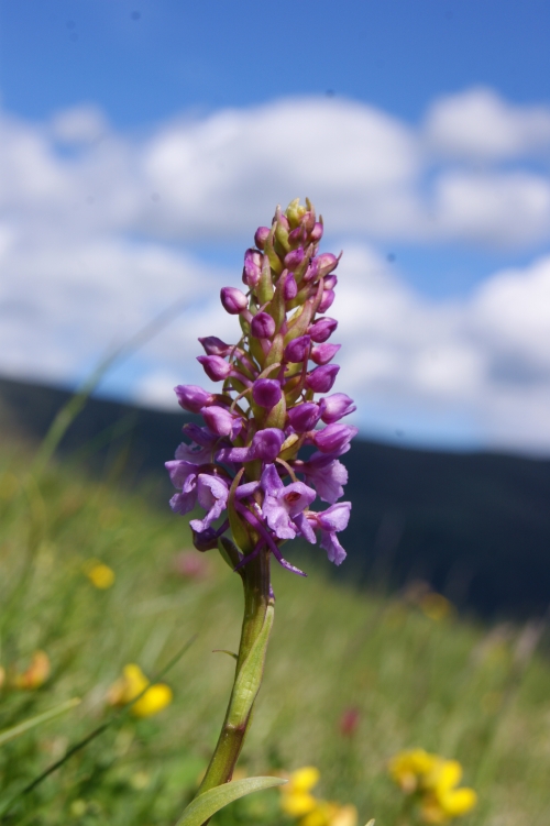 Gymnadenia alpina 