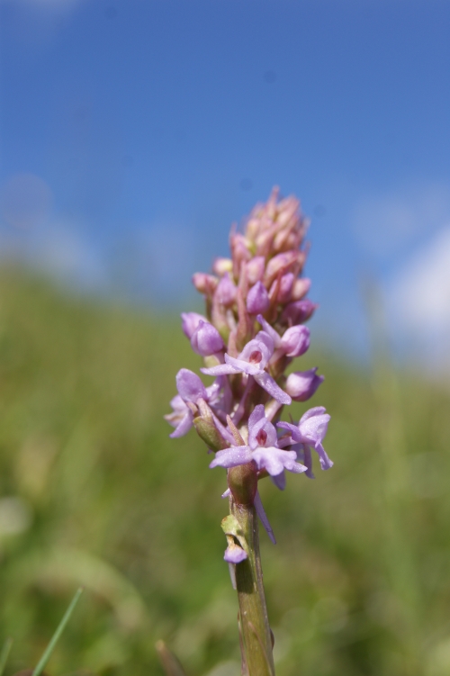 Gymnadenia alpina 