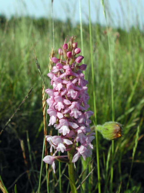 Gymnadenia conopsea 