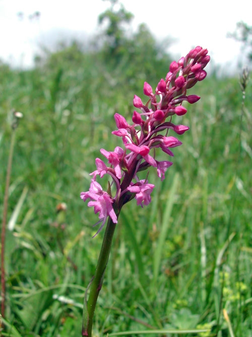 Gymnadenia conopsea 