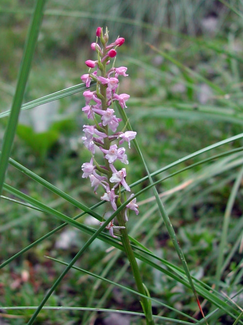 Gymnadenia odoratissima 