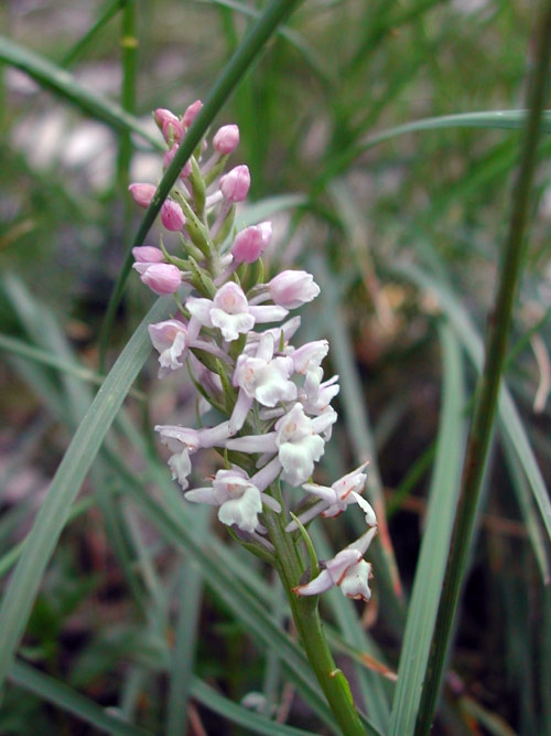 Gymnadenia odoratissima 