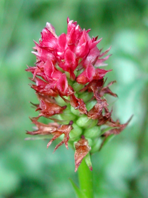 Gymnadenia rubra ssp. rubra