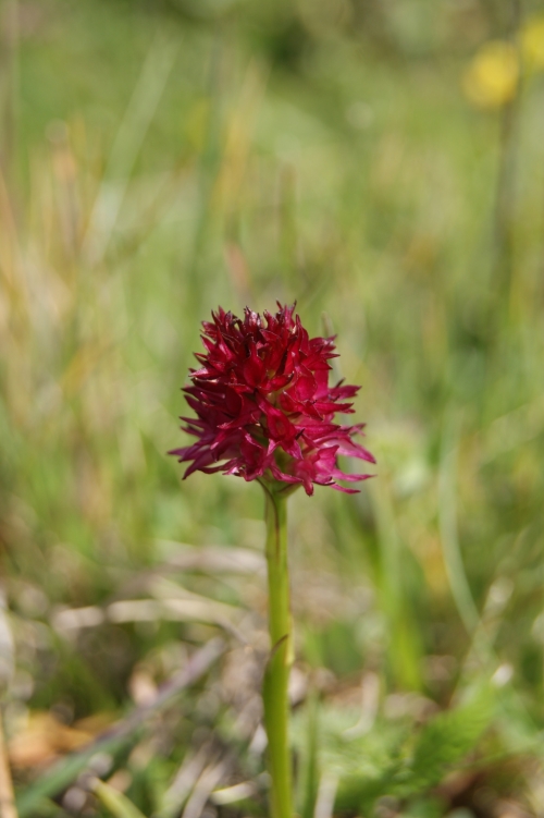 Gymnadenia rubra ssp. rubra