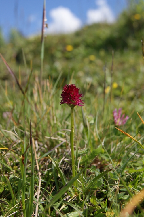 Gymnadenia rubra ssp. rubra