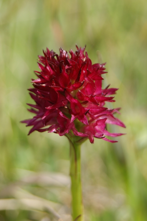 Gymnadenia rubra ssp. rubra