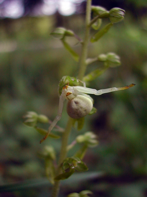 Listera ovata 