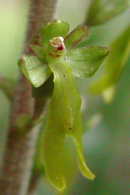 Listera ovata 