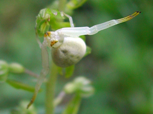 Listera ovata 