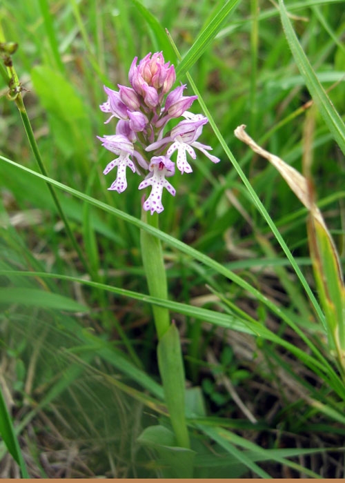 Neotinea tridentata 