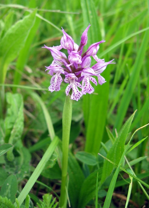 Neotinea tridentata 