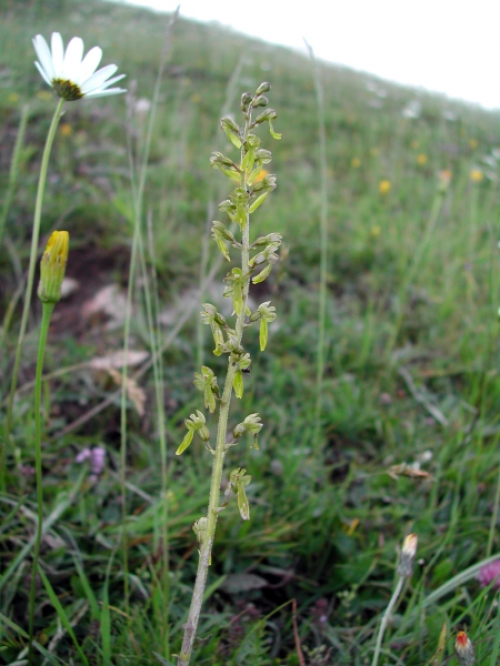 Listera ovata 