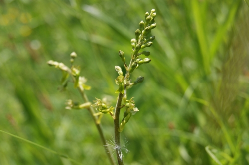 Listera ovata 