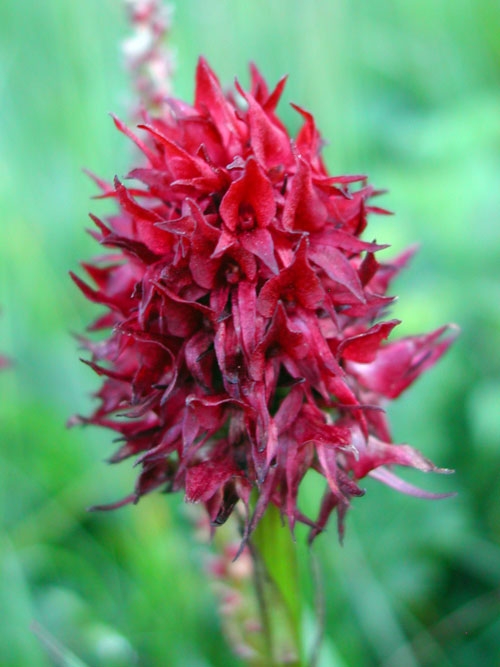 Gymnadenia nigra ssp. austriaca