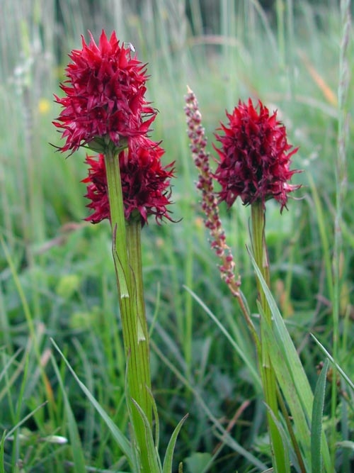 Gymnadenia nigra ssp. austriaca