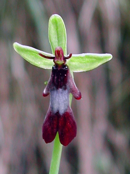 Ophrys insectifera 