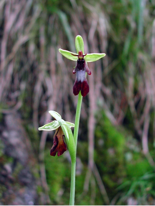 Ophrys insectifera 