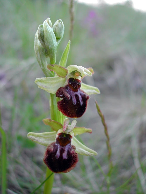 Ophrys sphegodes 