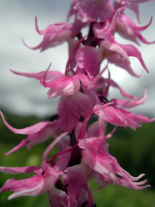 Orchis mascula ssp. speciosa