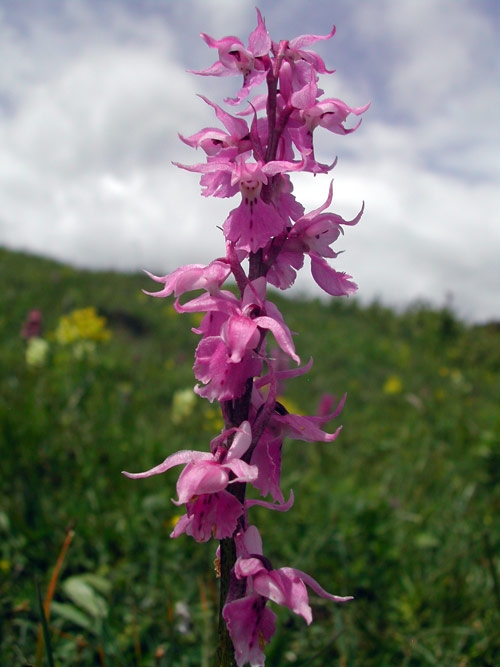 Orchis mascula ssp. speciosa