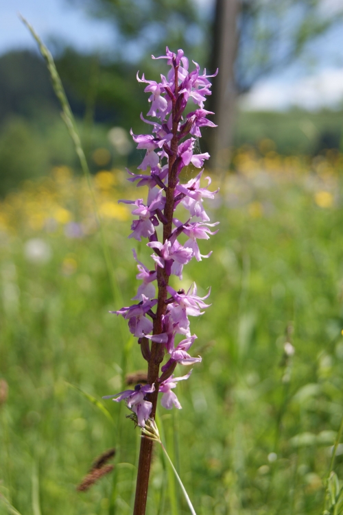 Orchis mascula ssp. speciosa