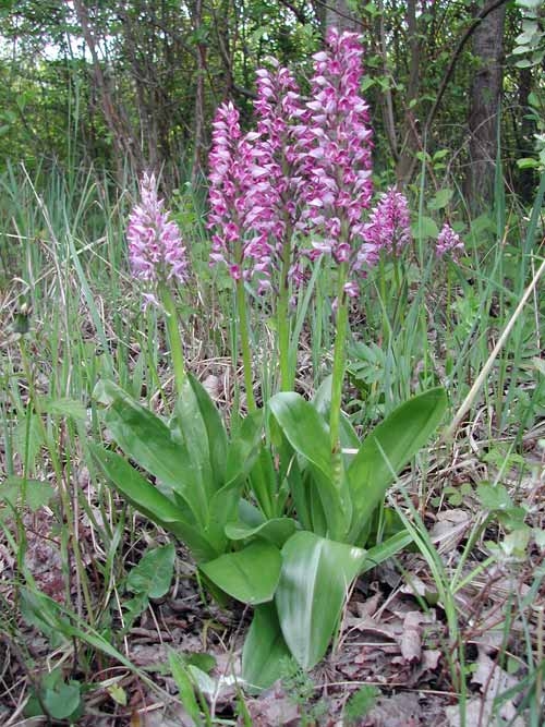 Orchis militaris 