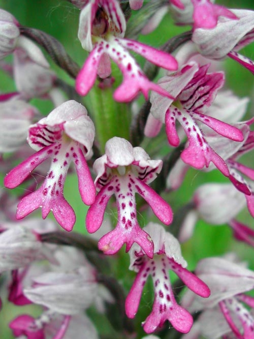 Orchis militaris 