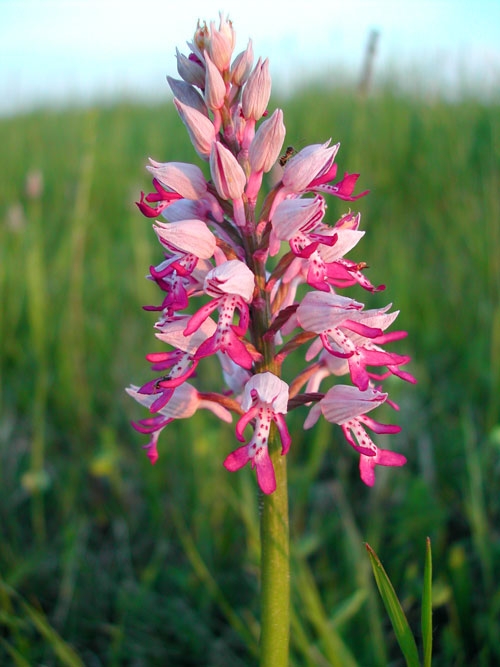 Orchis militaris 