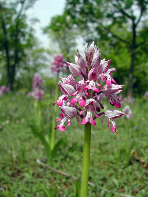 Orchis militaris 