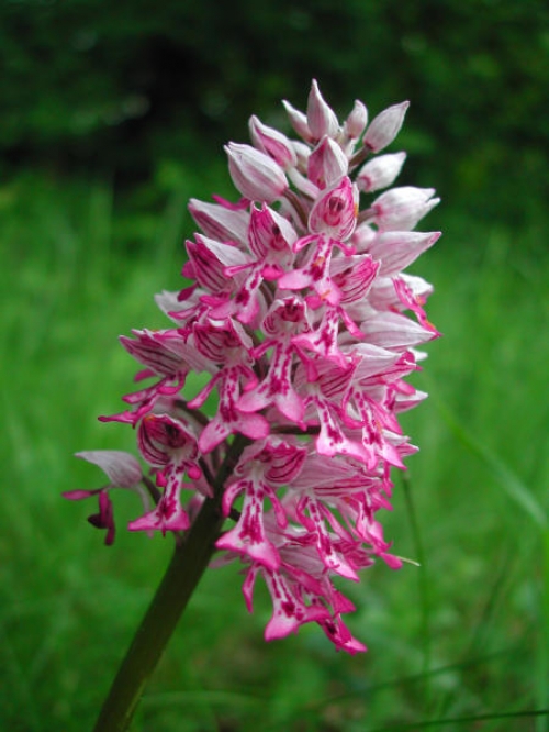 Orchis militaris 