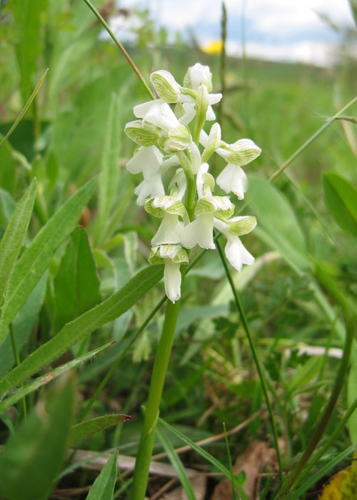 Anacamptis morio f. alba