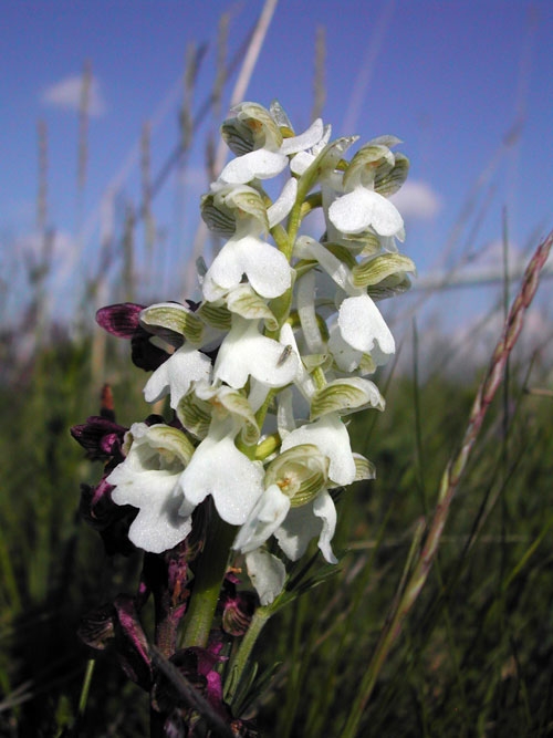 Anacamptis morio f. alba