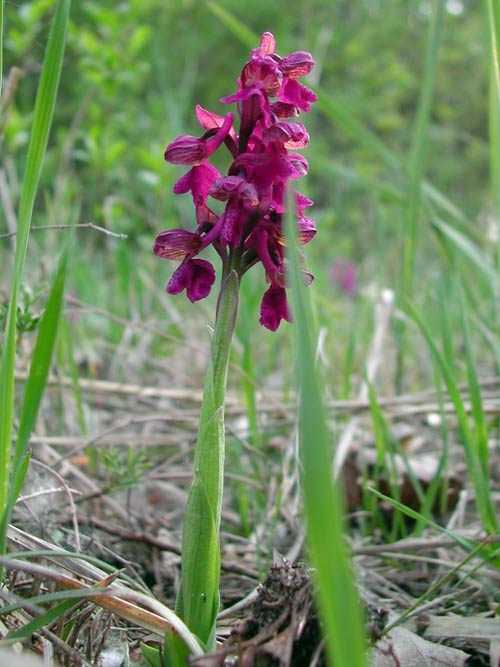 Anacamptis morio 