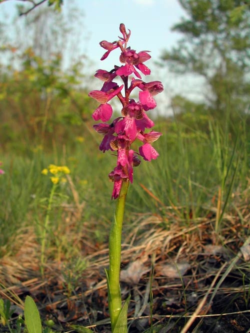 Anacamptis morio 