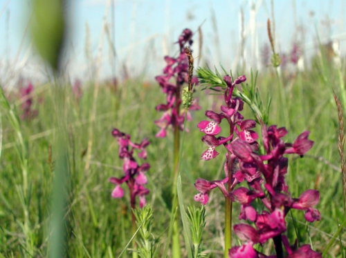 Anacamptis morio 