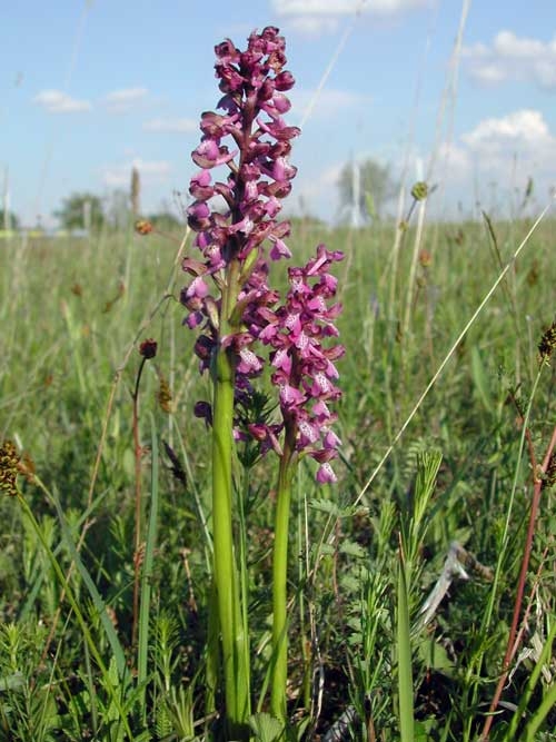 Anacamptis morio 