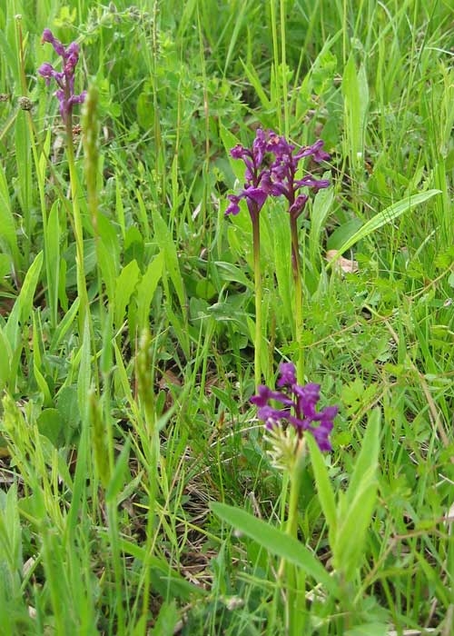 Anacamptis morio 