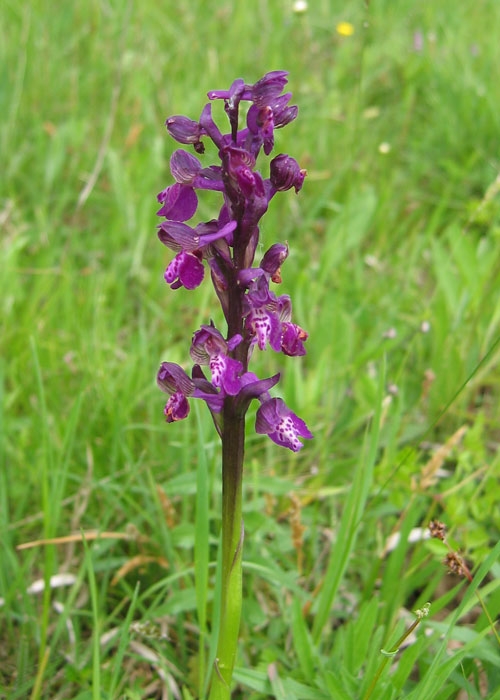 Anacamptis morio 