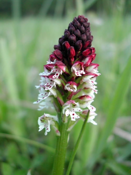 Orchis ustulata 