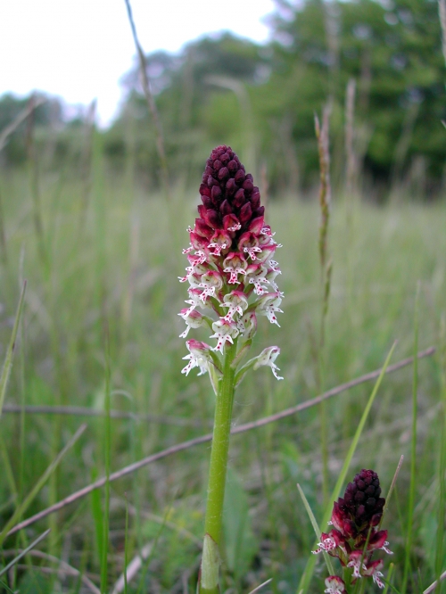 Orchis ustulata 