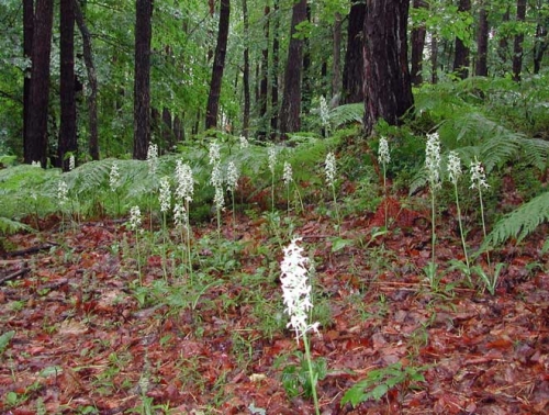 Plathanthera bifolia 