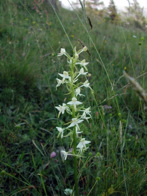 Plathanthera bifolia 