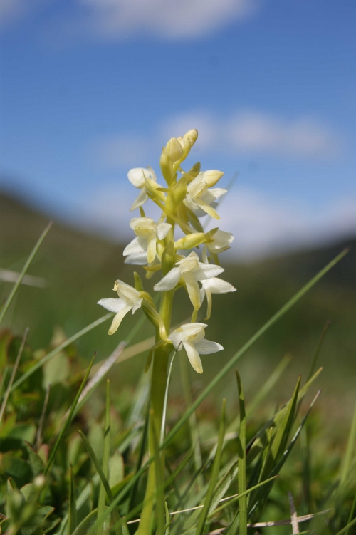 Plathanthera bifolia 