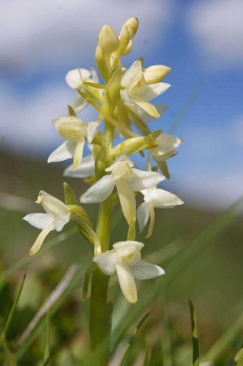 Plathanthera bifolia 