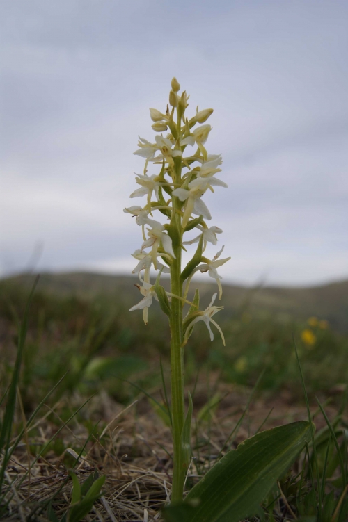 Plathanthera bifolia 