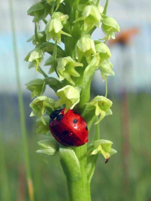 Pseudorchis  albida 