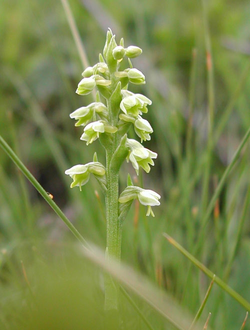 Pseudorchis  albida 