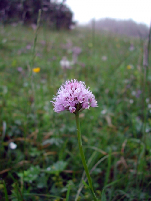 Traunsteinera globosa 